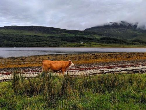 Who doesn’t fall in love with this scenery: Misty mountains, beautiful lakes and cute cows w