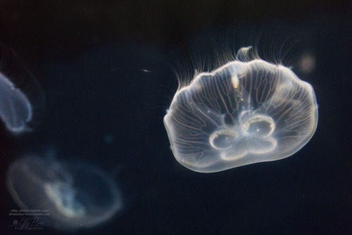 effys-photos:Jelly Fish I - (Ⓒeffys-photos)