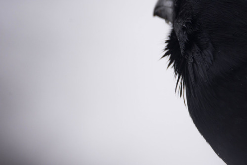 mickyswildlifeexploring:Portrait of a Raven