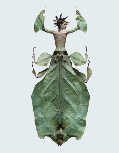 fer1972:  Insectes by Laurent Seroussi