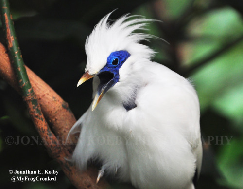 myfrogcroaked:The Bali myna (Leucopsar rothschildi) is a critically endangered bird with punk-rock h