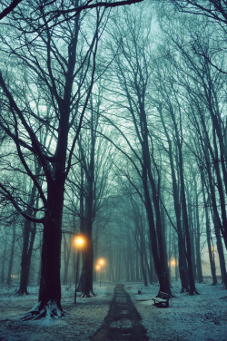 brutalgeneration:  Forest 6 (by a v w)   15/12/13