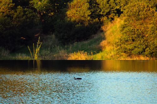 The Weir