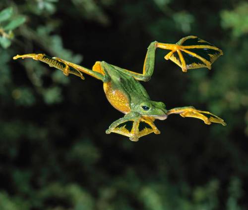 coolthingoftheday:TOP TEN COOLEST FROGS1. Glass frog2. Camouflaged toads3. Waxy monkey tree frog4. V