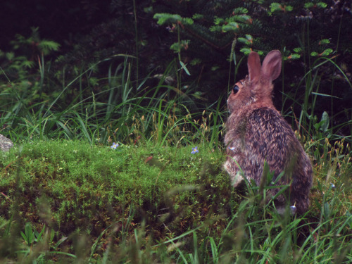 90377:Roan Highlands by BlueRidgeKitties