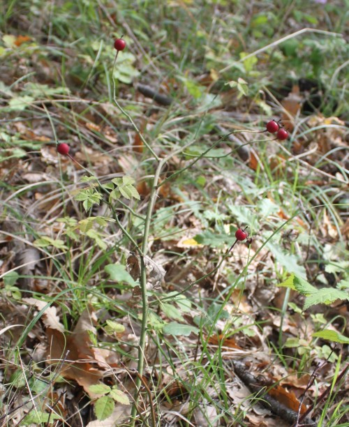 Bosco Magnano - Basilicata. Piante selvatiche porn pictures