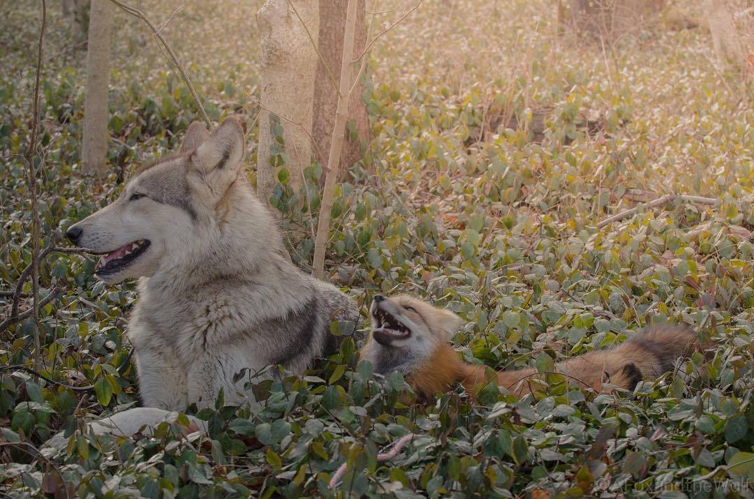 everythingfox: Wild good boys :D &lt;3