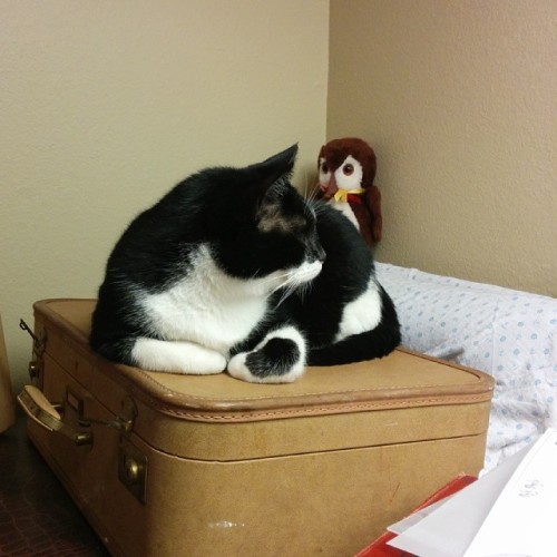 Mr Grumpy is taking the night shift doing quality control in my work room. #tuxedocat #owl #suitcase #catoverlord