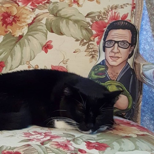 My cat&rsquo;s favorite place to sleep is on this chair next to @jeffgoldblum. Who can blame her