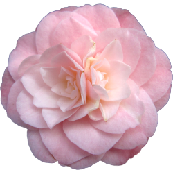 transparent-flowers:  Camellia japonica.