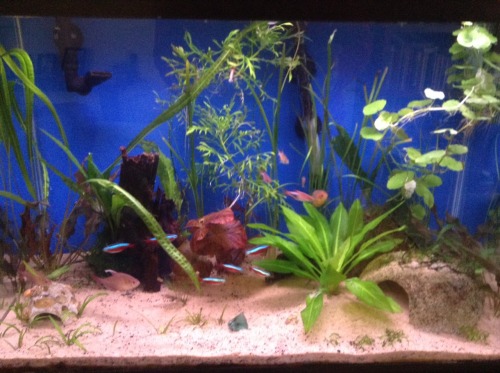 Before and after.Fish seem to like the extra swimming spaces! And they love to hide under the new pl