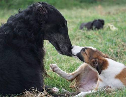 sataraborzoi:“I love you.” “I love you too.”