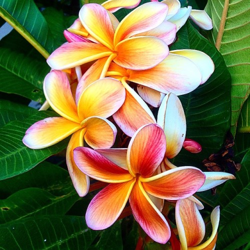 goldenthreadsdontbreakeasily:  Summer Sunday sights #frangipani #summer #sunday #garden #tropical #f