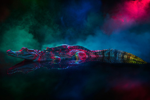 moon83:  Animal Lectures #01 Caiman crocodilus by Andrew McGibbon WWW // Behance // Tumblr 