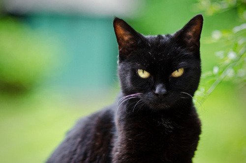 the signs as cat breeds