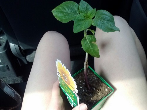 paleladise:holophoning:I bought a sunflower and I am going to name it and keep it as my petso cute 