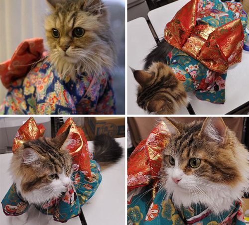 boredpanda: Cats In Kimonos Are A Thing In Japan