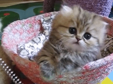 onlycatgifs:  src 