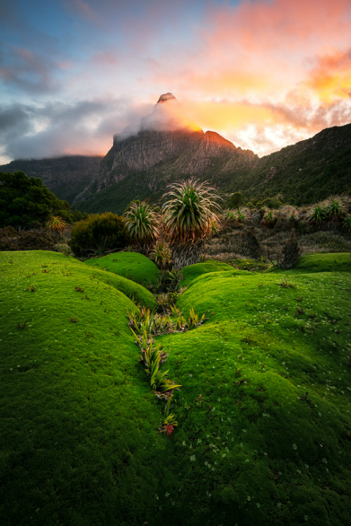 tulipnight: South-West National Park, Tasmania by Chris Wiewiora