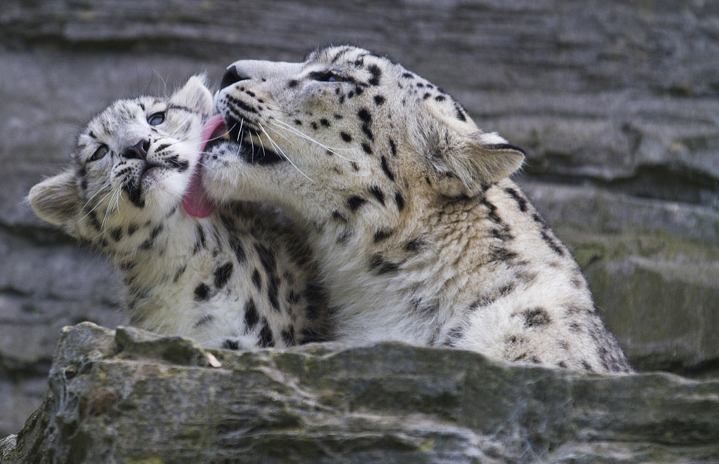 cute-dangerous:  Snow Leopard and Cub
