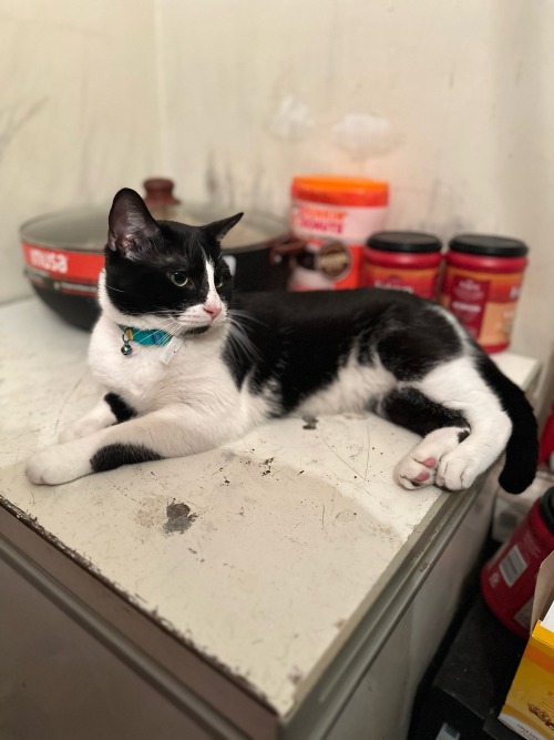 Sylvester Being His Cute Self Purr Usual!