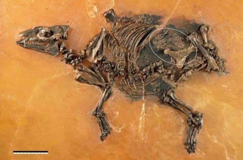 An early horse, fossilised with its foalThe Messel pit (see http://on.fb.me/1VRgpkr) is a delight to