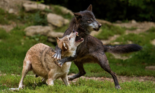 Sex her-wolf:Don’t touch! by  Björn Reibert pictures