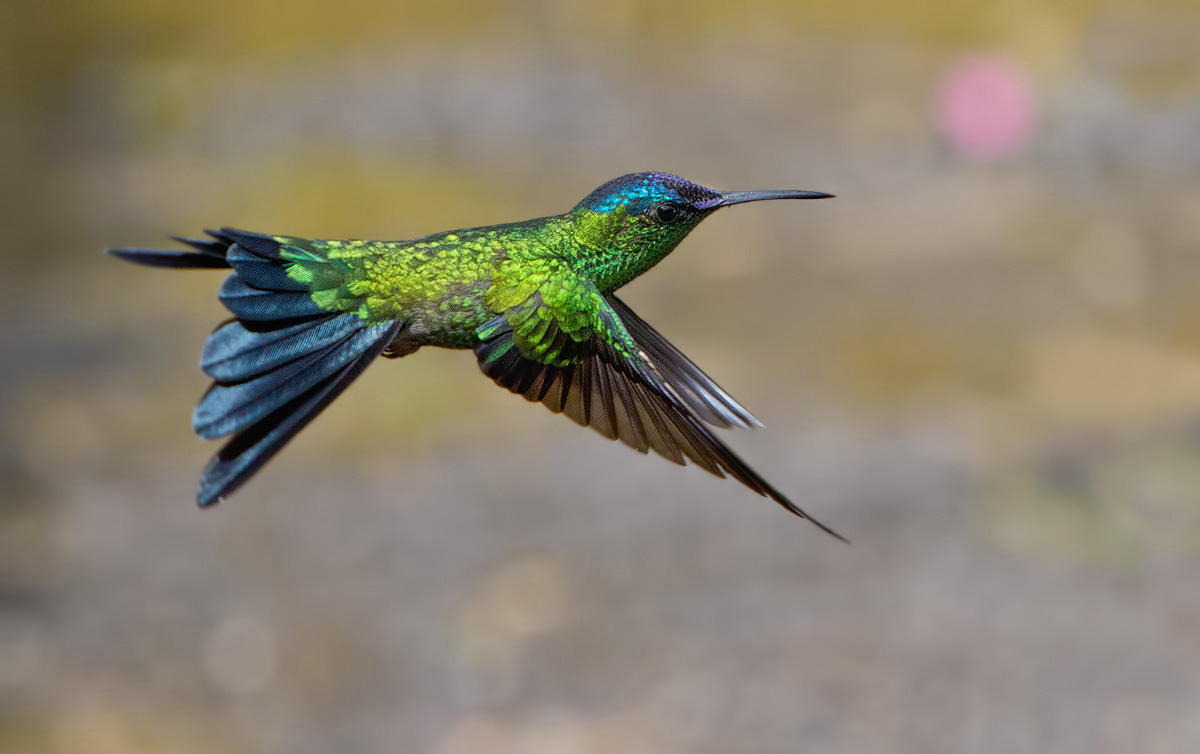 fairy-wren:  Woodnymph 