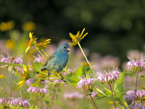 geopsych:A molting indigo bunting. I think it’s a young male with his first set of blue feathe