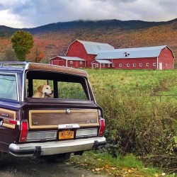 oldfarmhouse:  :  “Backseat driver 🐾”