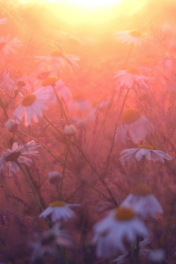 r2&ndash;d2:  Happy Flowers by (Alice H) 