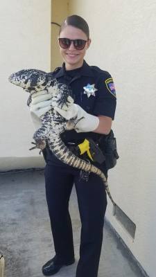 kaijutegu: catsbeaversandducks:  Found Puppy: We found this strange looking puppy on Ezra Dr, today. If it belong to you, please contact Central Vet.   Photo/caption by Newark Police Department, California “ARGONIAN STOLE NOTHING! ARGONIAN IS INNOCENT