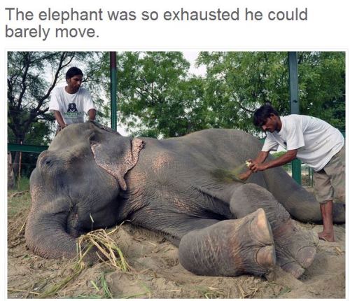 angelclark: Elephant Raju Cries After Being Rescued From 50 Years Of Suffering In Chains  This 