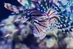 fuckyeahaquaria:  Lionfish | Pterois (by Anna Gorin) 