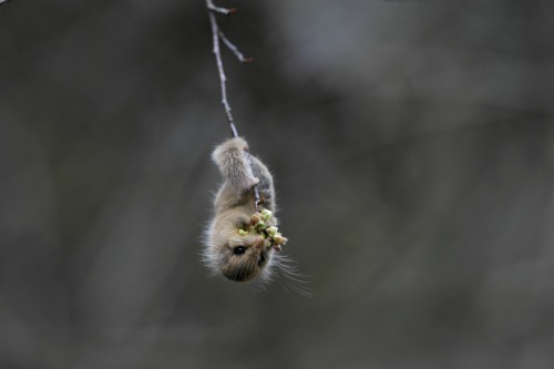 Japanese dormouse