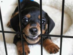 awwww-cute:  Despite all his rage, he’s still just a widdle puppy in a cage