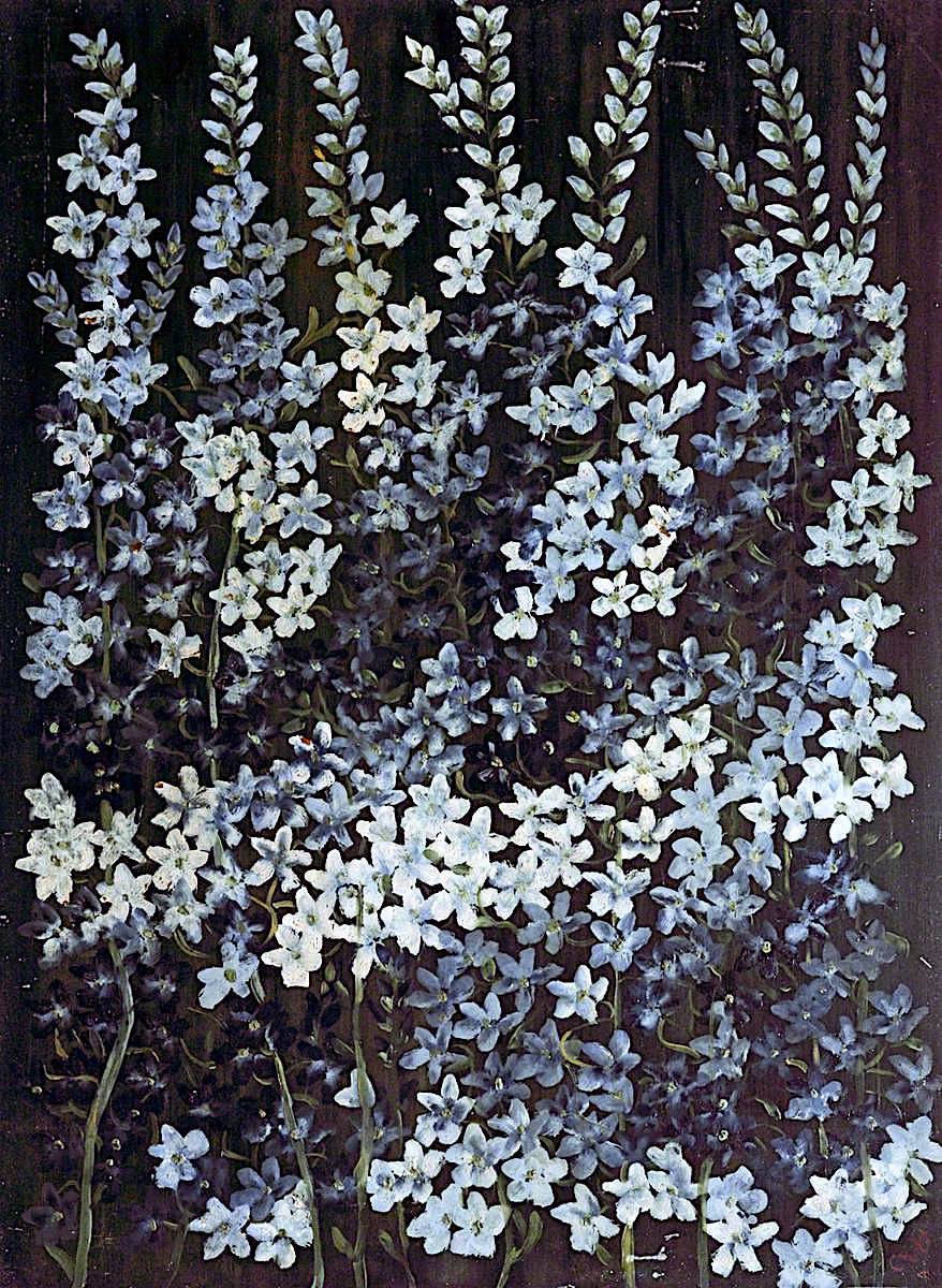 dayintonight:Study of DelphiniumsCaroline Emily Gray Hill - Date unknown