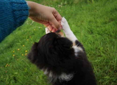 spartathesheltie: grabby grab