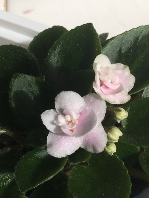 bahtaflii:On the brighter side of things, my Miniature African Violets have bloomed and are so prett