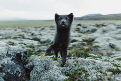 chriskerksieck:  Loki The Fox, 2015. There are some memories that bring tears to my eyes. I remember the connection I made with Loki, a beautiful wild arctic fox on the southern coast of Iceland. For some reason, he trusted me as if I was one of his