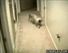 the-absolute-funniest-posts:  This post has been featured on a 1000notes.com blog.