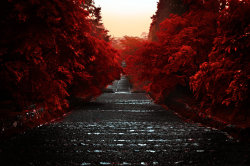 bloodyrouge:  Path Through the Red by ~david-plus-1 