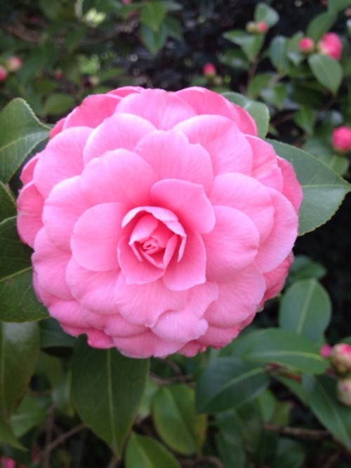 Perfezione In Rosa Pink Perfection O Perfection In Pink