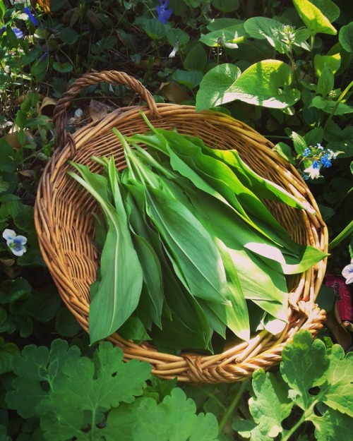 sailleengladelling:A good day in the woods :-) Wild Garlic - Ramsons. I love Spring!
