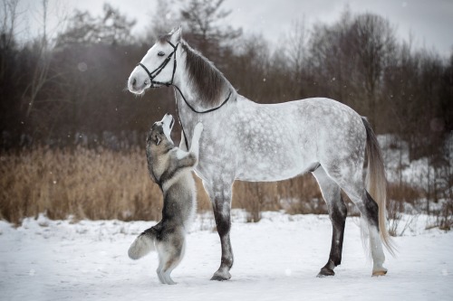 Friendship Between a Horse And a Malamute captured by Svetlana Pisareva 