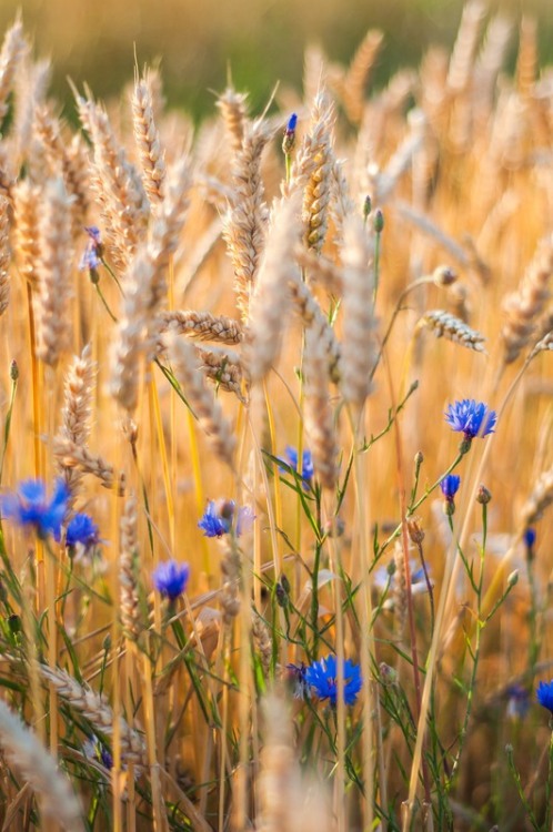 imickeyd:  by Simon Oleksandr 