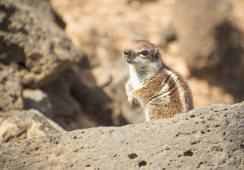 Chipmunks living on the beach in Cotillo, Fuerteventura.