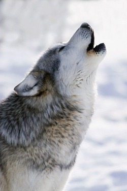 wolverxne:  Captive Gray Wolf Howling | by: