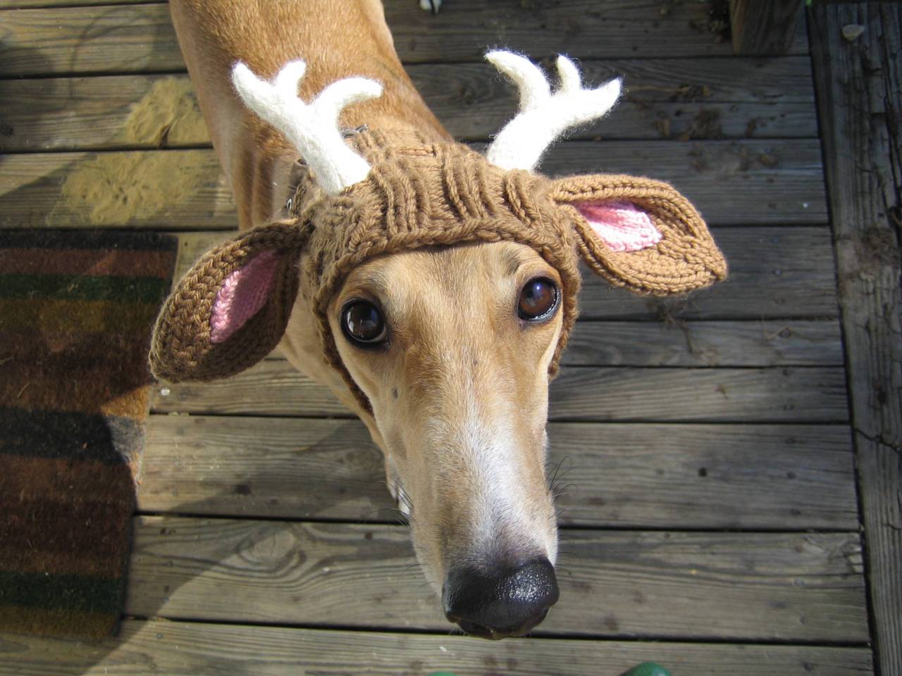 “Rudolph? Why are you calling me Rudolph??”
Photo via Imgur