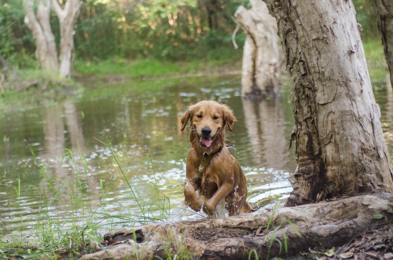 he’d have an agility career if his elbows weren’t rusty 